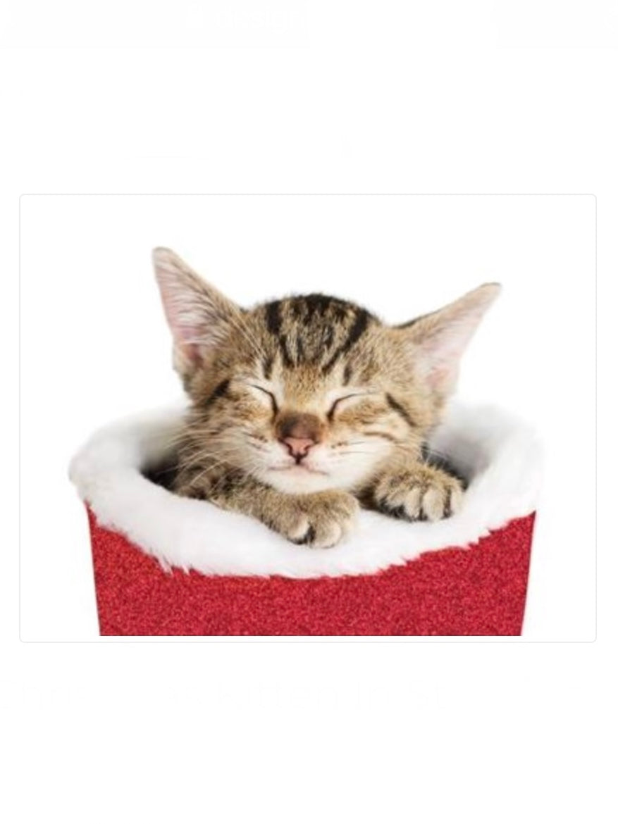 Christmas Kitten in Stocking Boxed Cards